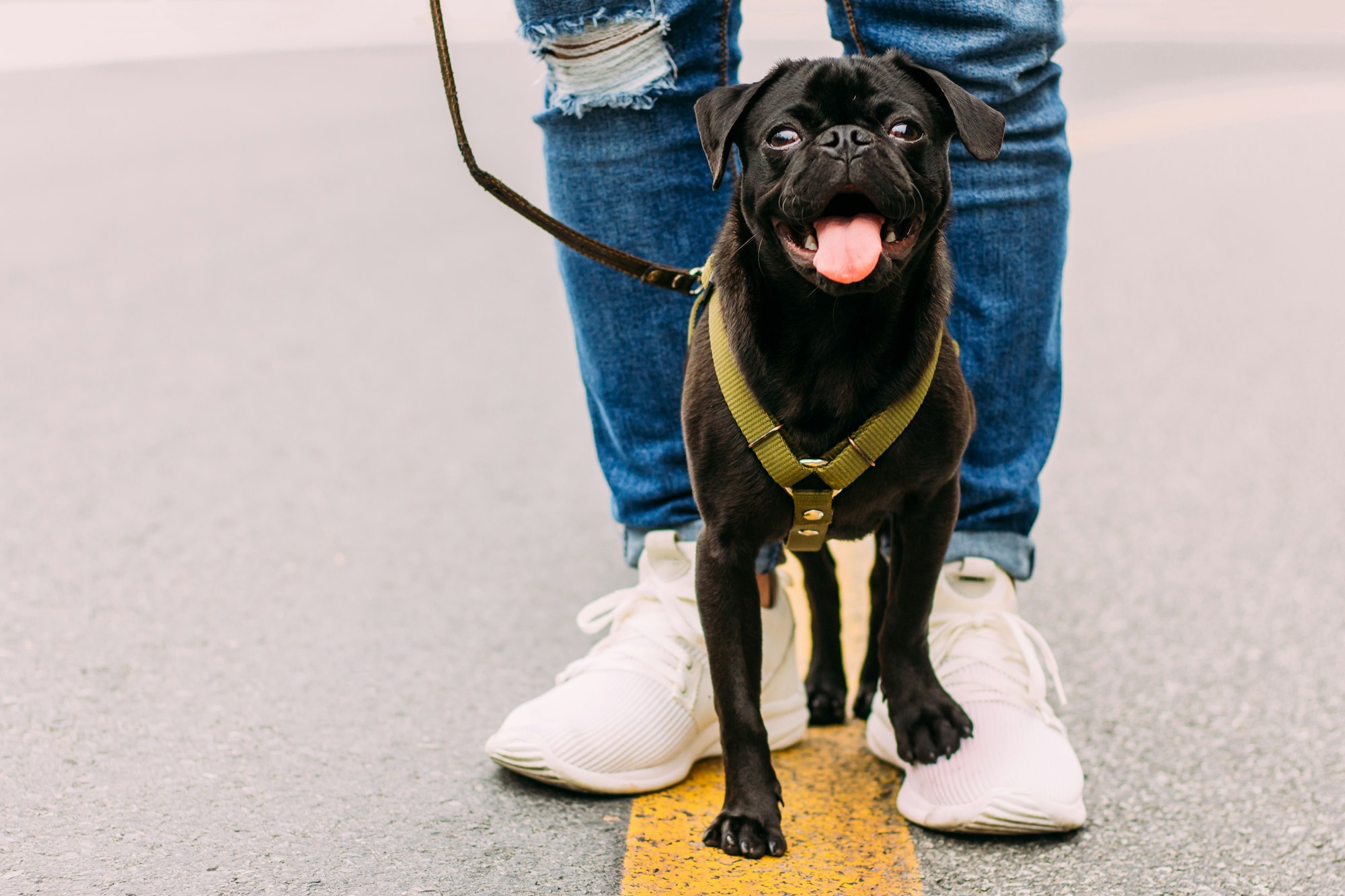 Dog trainer regulation: Where are we now?