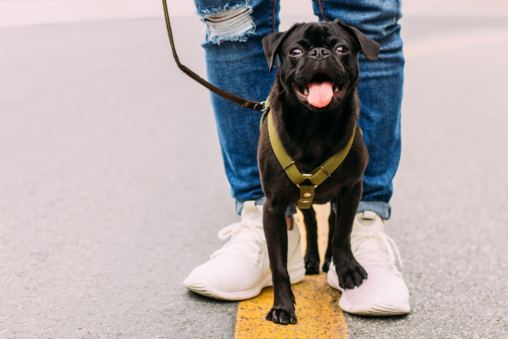 Pug negro con collar verde en el cuerpo