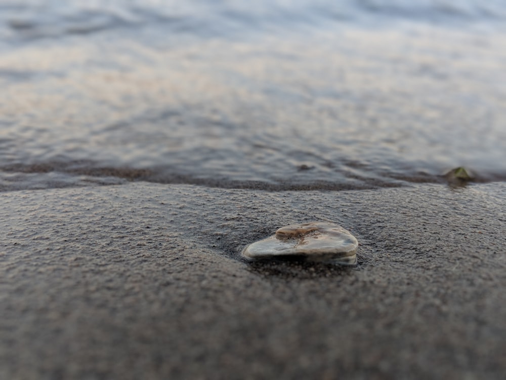 close-up photo of body of water beside shore