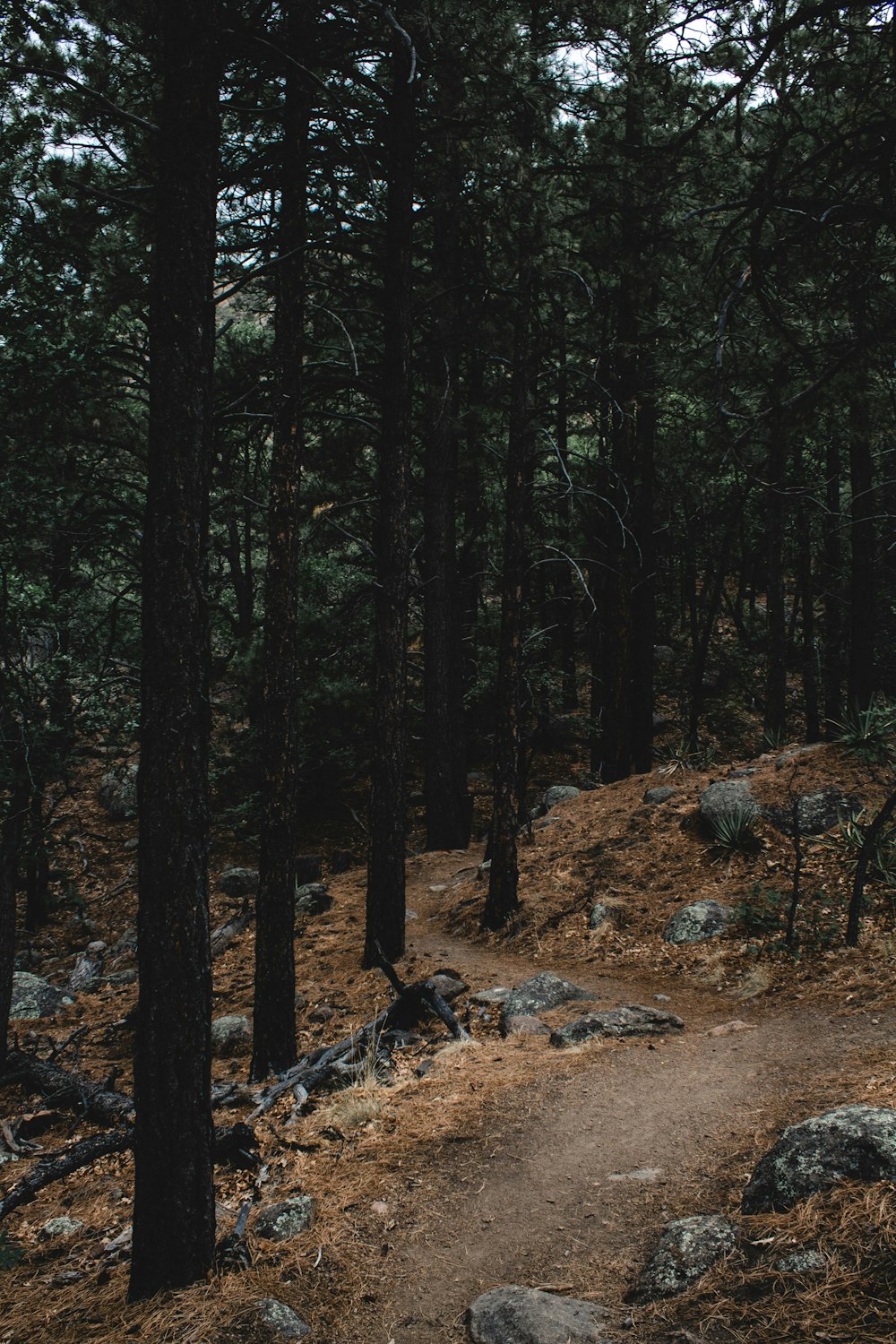 desired pathway surrounded by trees