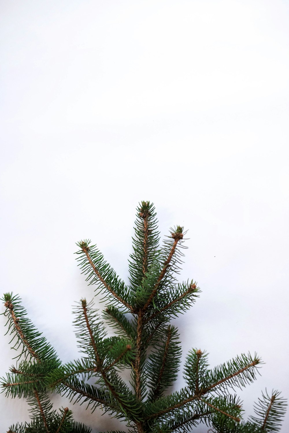 pino verde bajo el cielo blanco