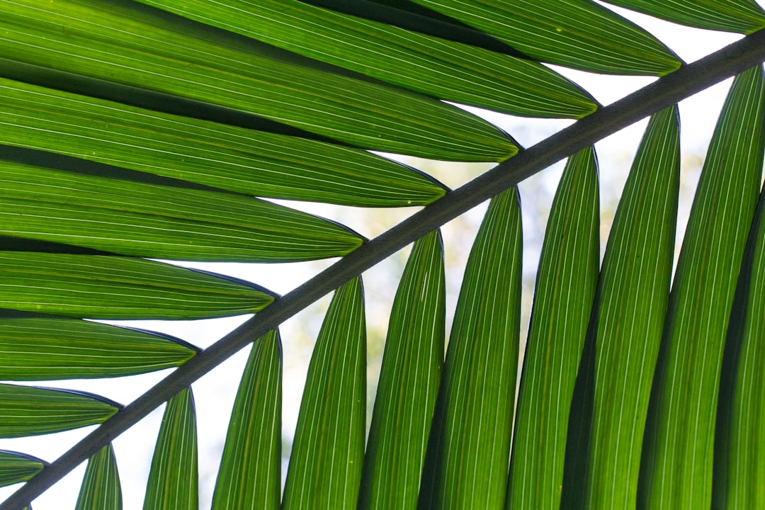 close-up photo of leafed plant