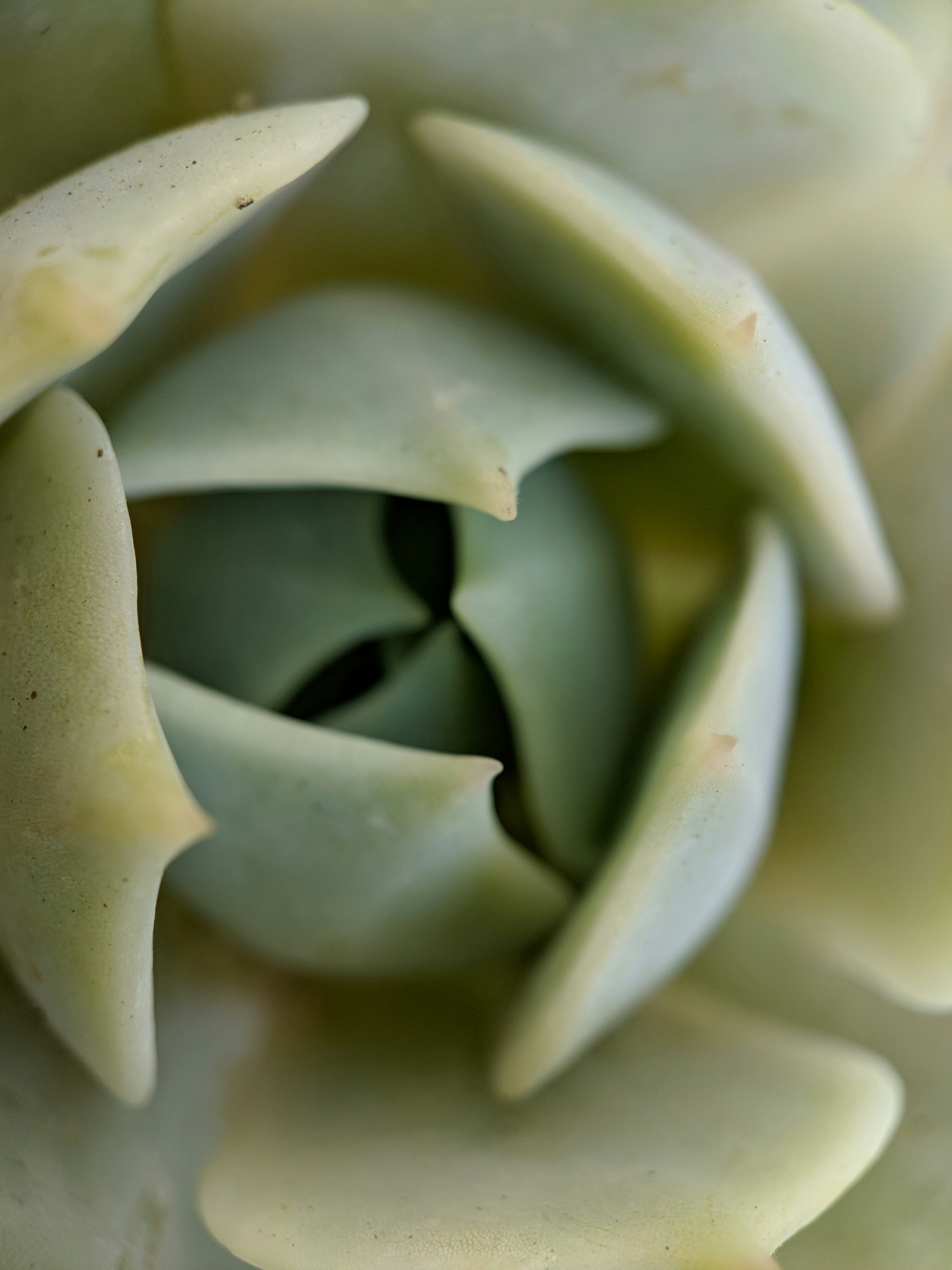 Beginner-friendly succulent with pest infestation
