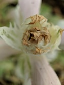 A close-up of a wilted flower with dew.
