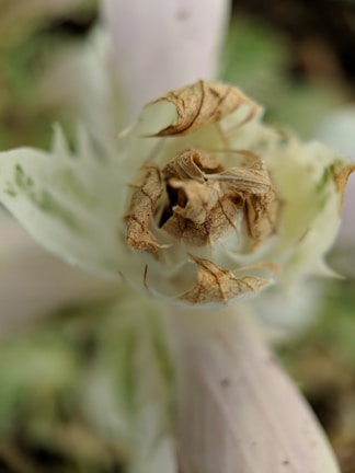 A close-up of a wilted flower with dew.