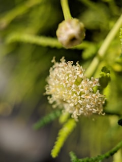 Close-up of a floral fragrance ingredient.