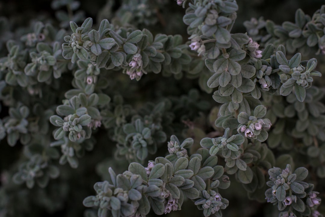 green leaf plant