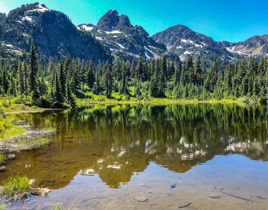 green tall trees near body of water in Mount Baker United States