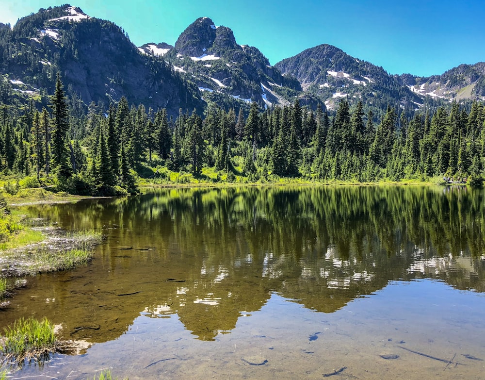 green tall trees near body of water