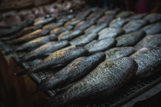 A display of numerous raw fish laid out on a surface, possibly at a market. The fish have a silvery, scaly appearance and seem fresh.