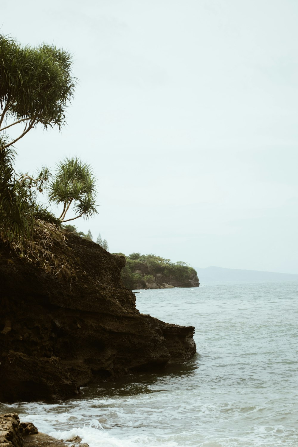 green leafed tree near body of water at daytime