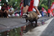 brown racoon on floor during daytime