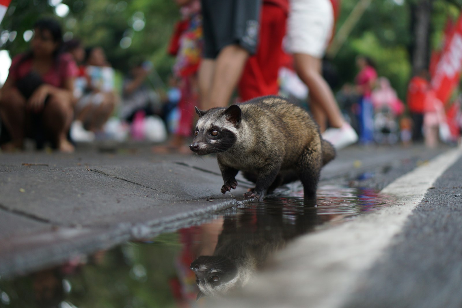 Sony a6000 + Sony E 50mm F1.8 OSS sample photo. Brown racoon on floor photography