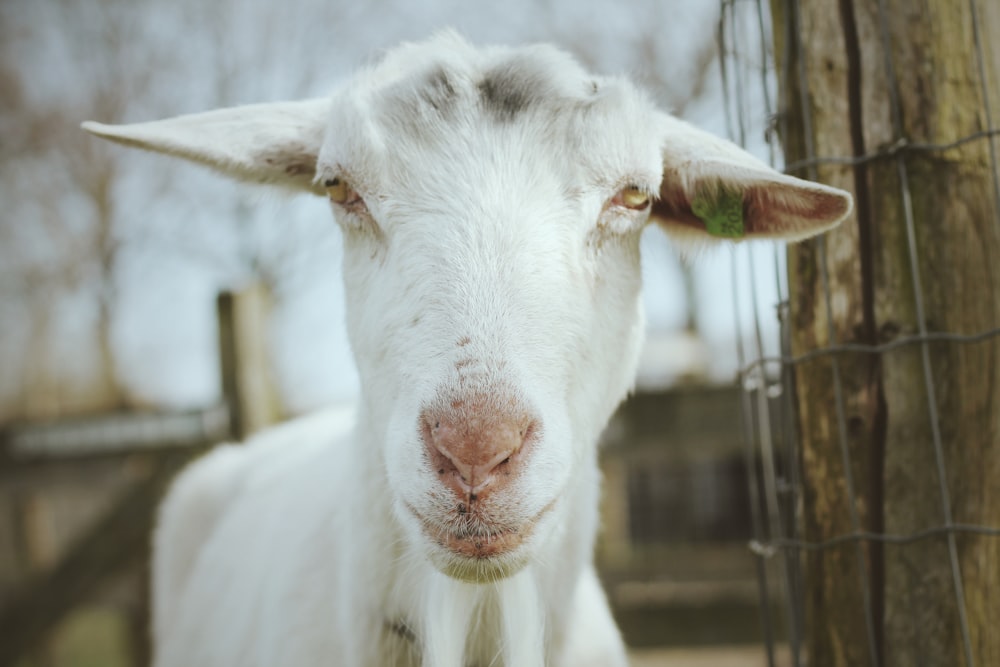 selective focus photography of white goat