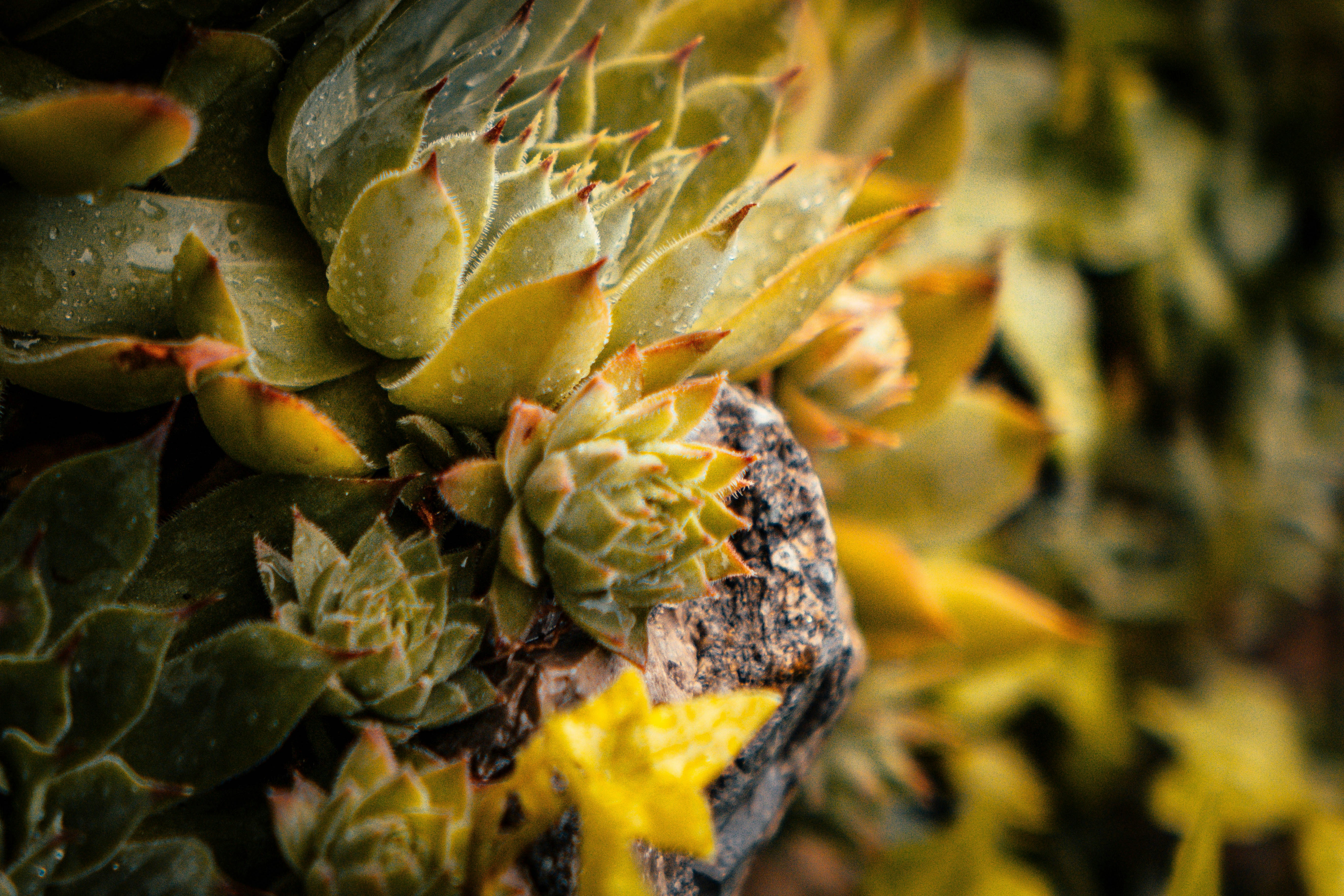 A distressed compact cylindrical succulent showing signs of overwatering