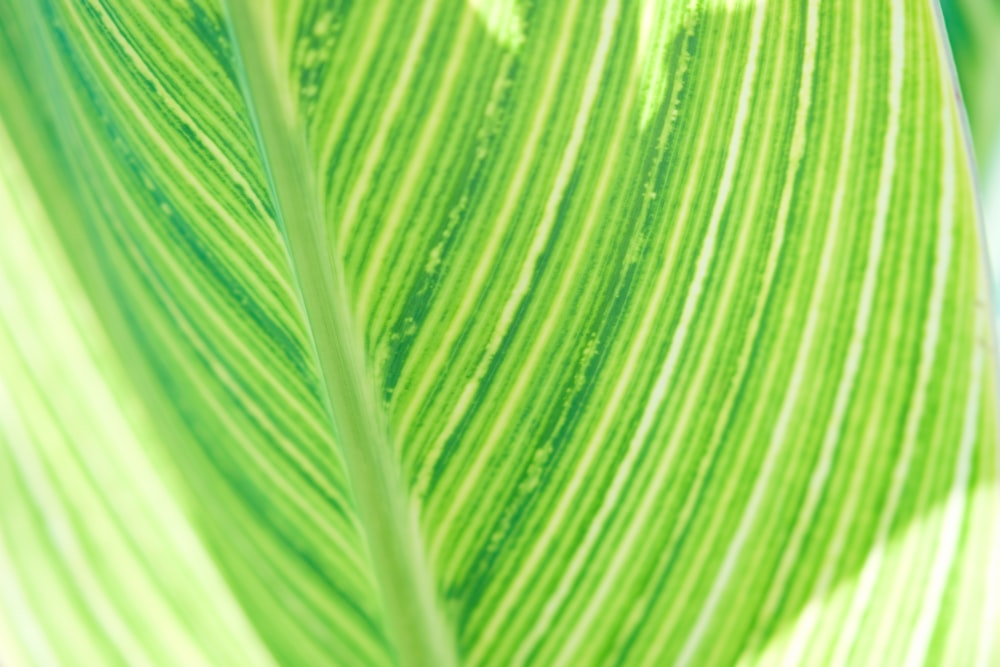 green leaf