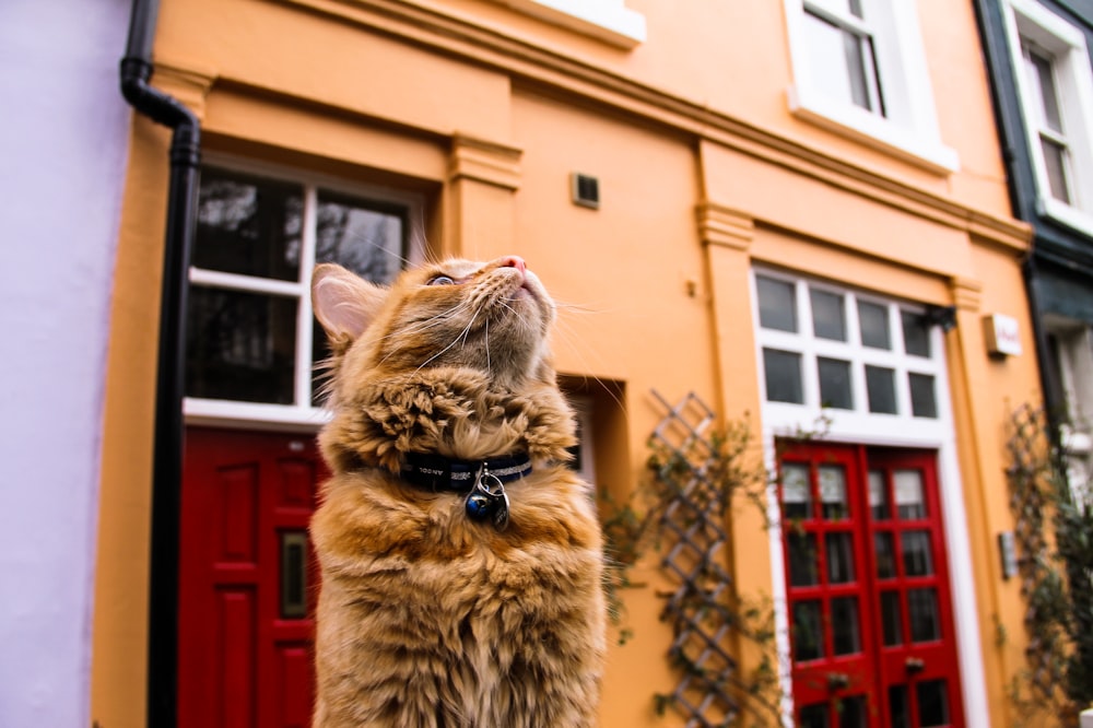 orange tabby cat in front of brown building