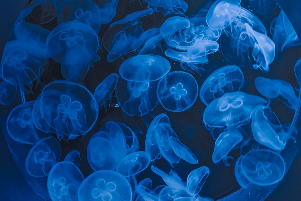 school of jellyfish