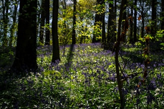 A serene forest glade bathed in gentle purple twilight, with delicate wildflowers softly glowing.