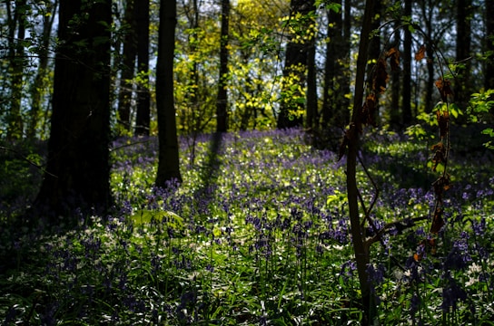 A serene forest glade bathed in gentle purple twilight, with delicate wildflowers softly glowing.