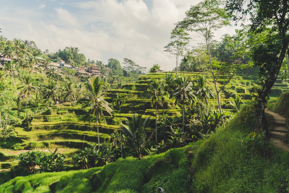 rice terraces on mountain side under blue sky at daytime