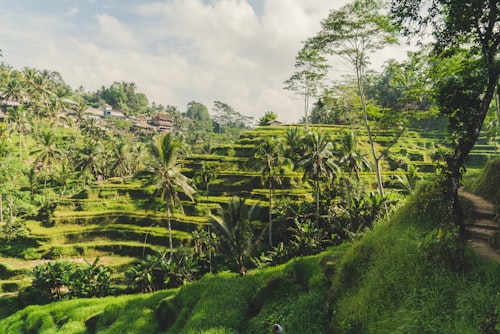 Tembakau Rajangan