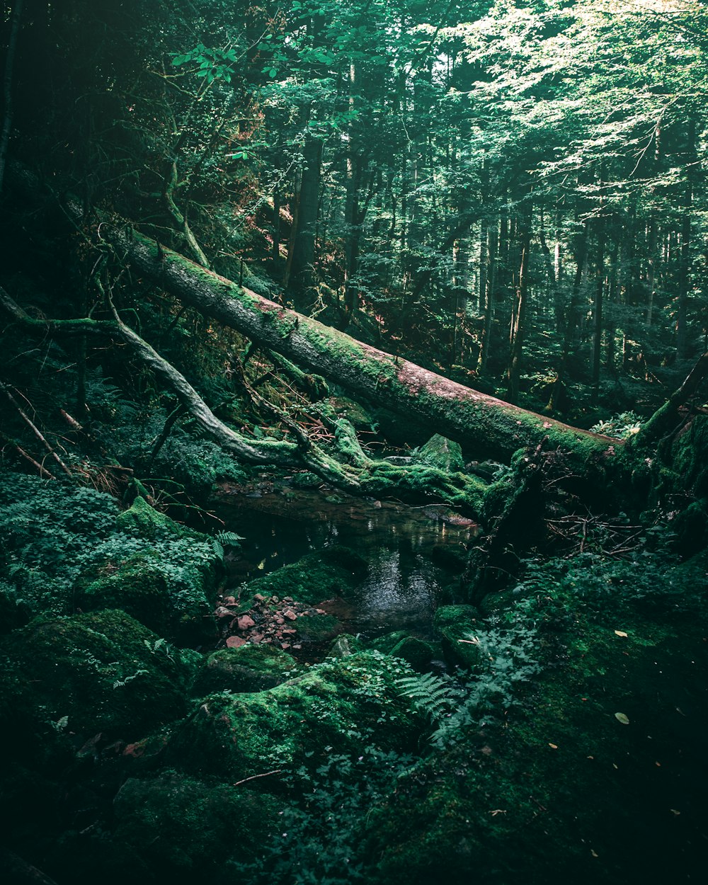 plan d’eau en forêt