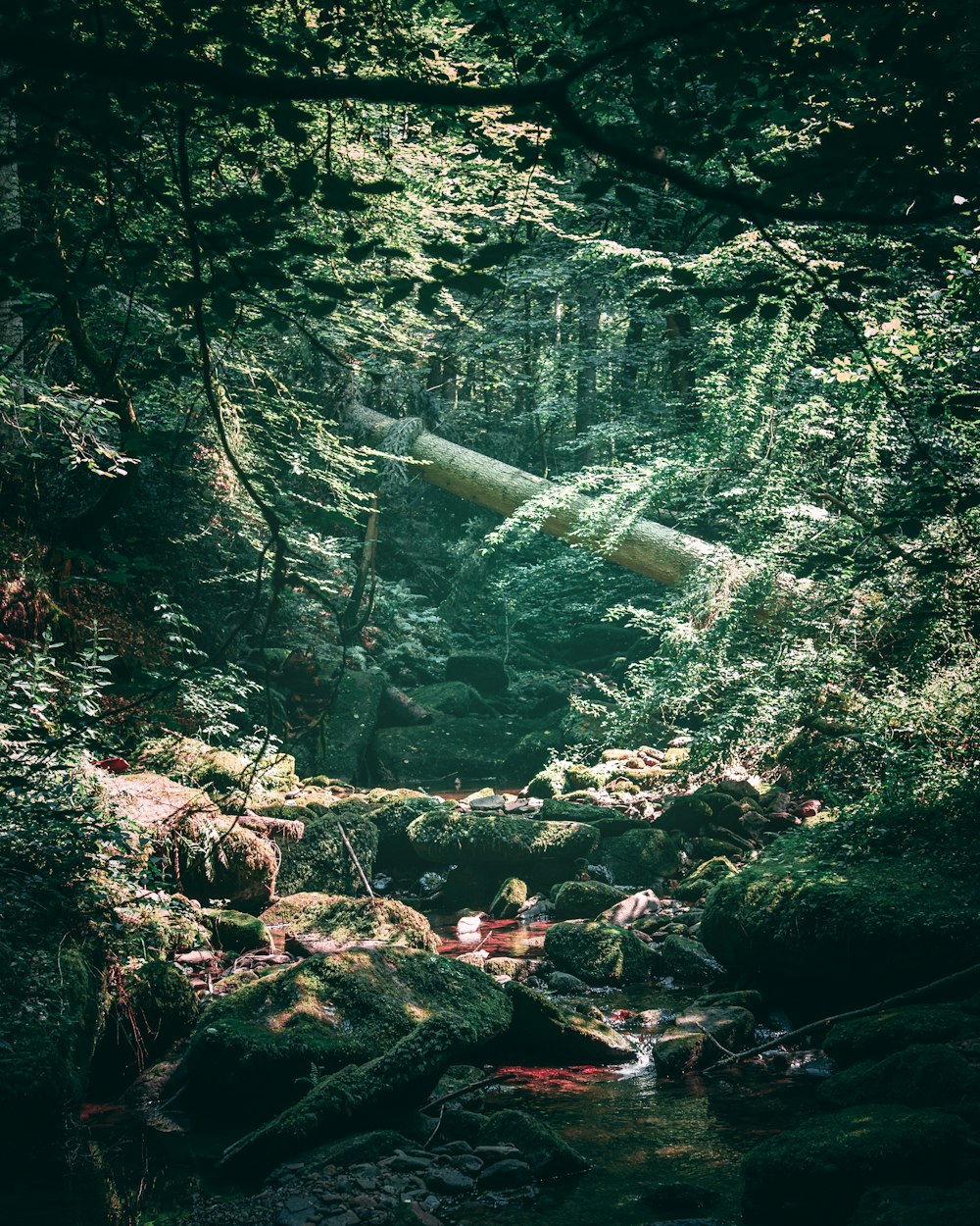 Fotografía de paisaje de arroyo rodeado de árboles