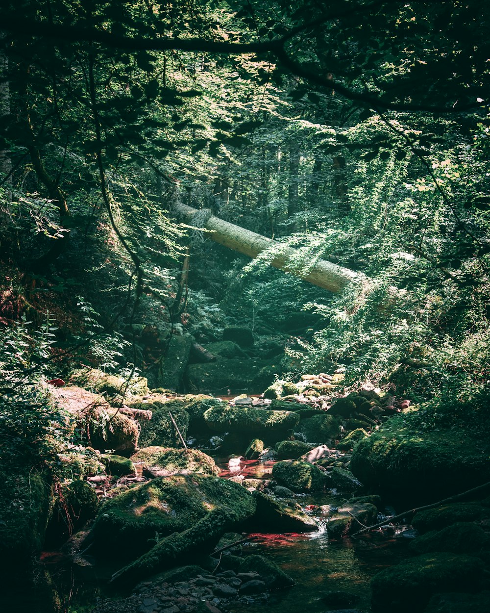 fotografia di paesaggio del ruscello circondato da alberi