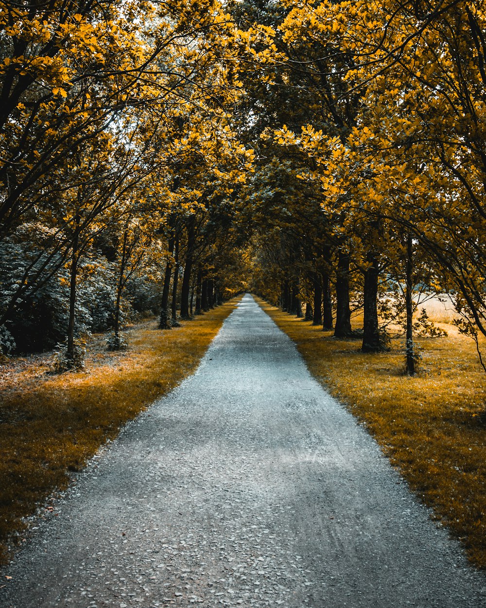 茶色の葉の木々の間の小道