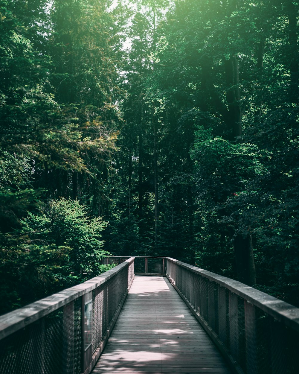 Pont en bois marron entouré d’arbres