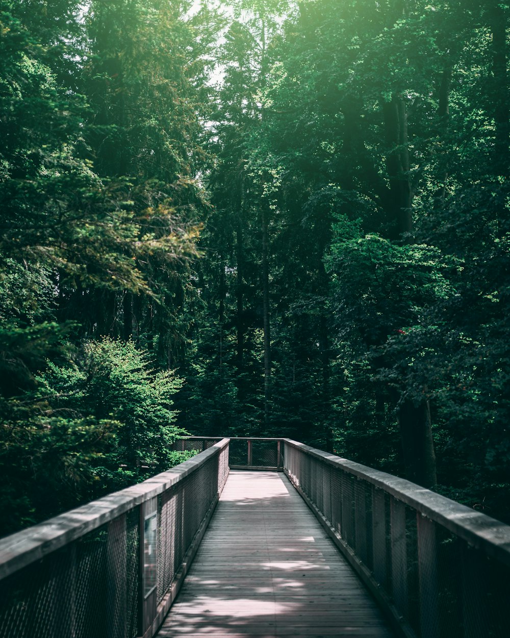 brown wooden bridge surrounded by trees