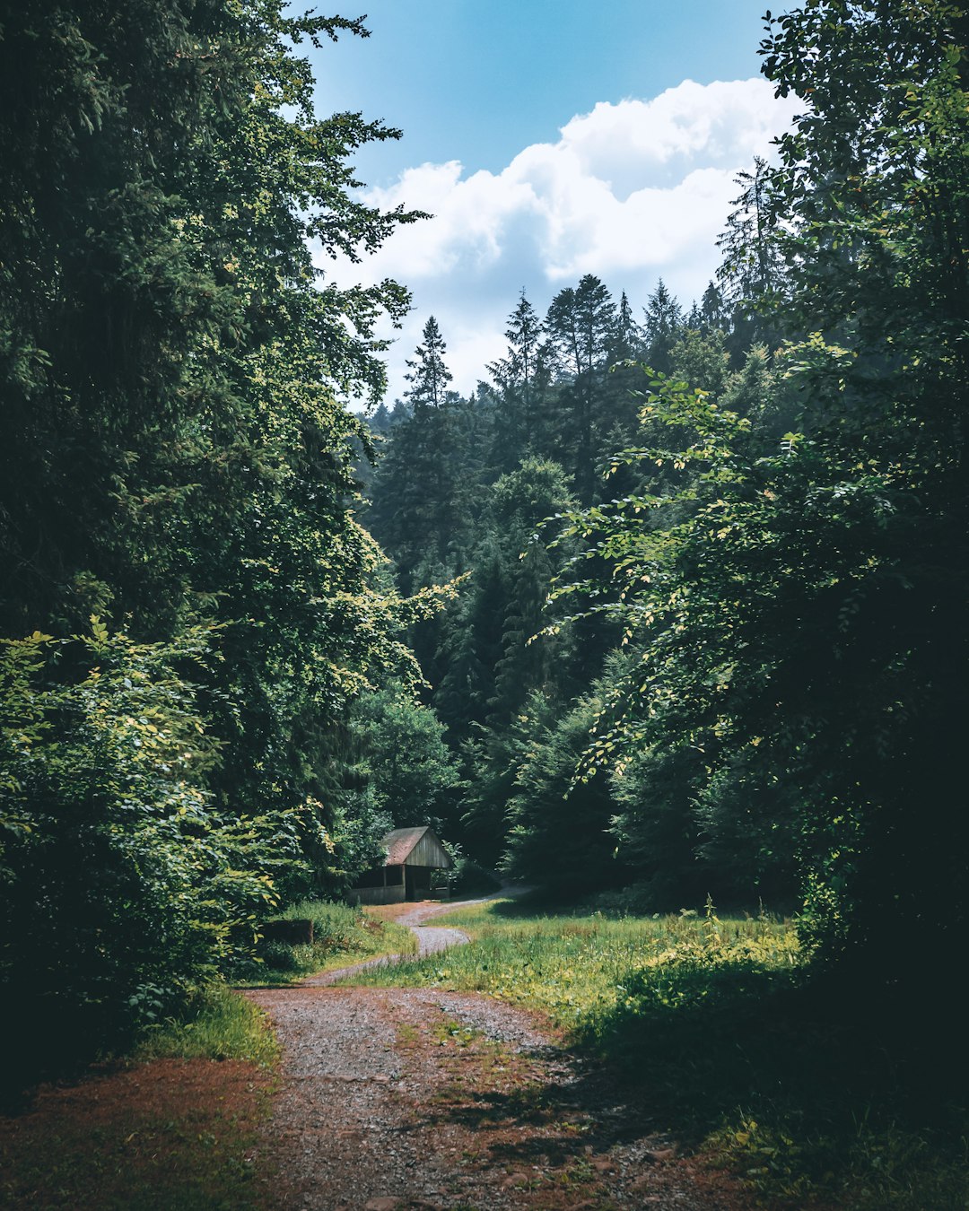 pathway between tall trees leading to white and brown wooden house at daytime