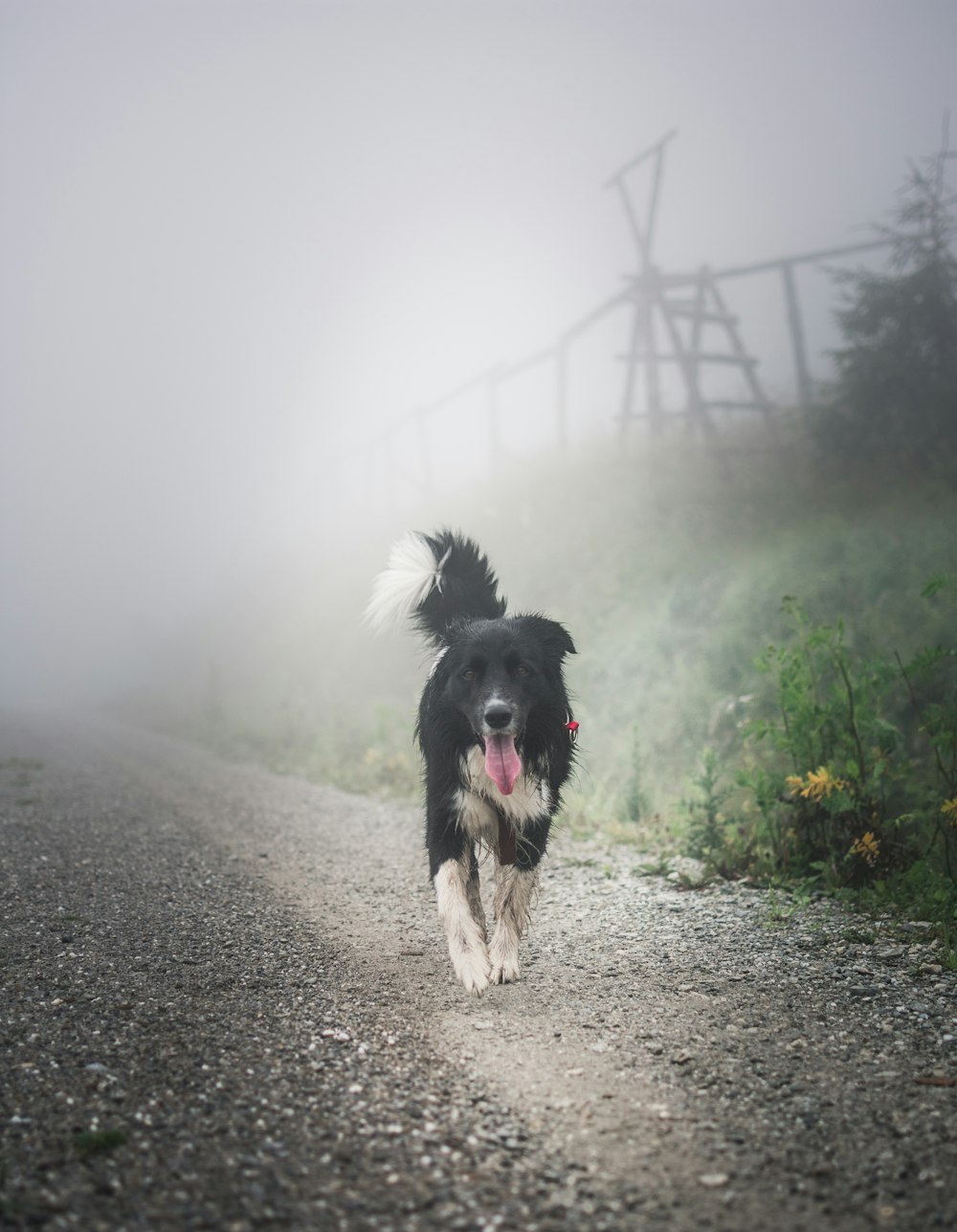 black and white dog walking on walkway