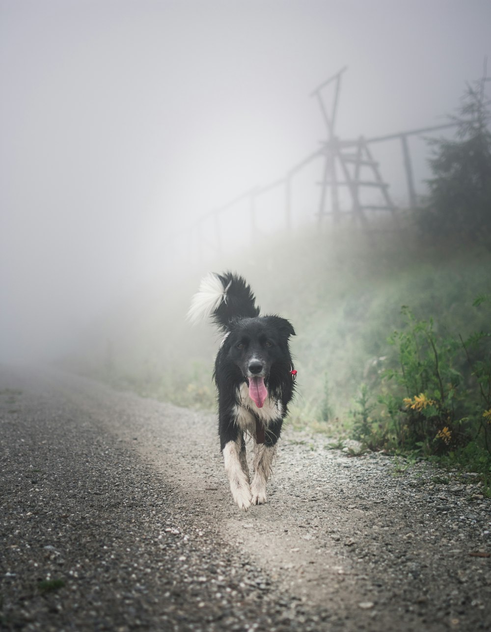 Perro blanco y negro paseando por la pasarela