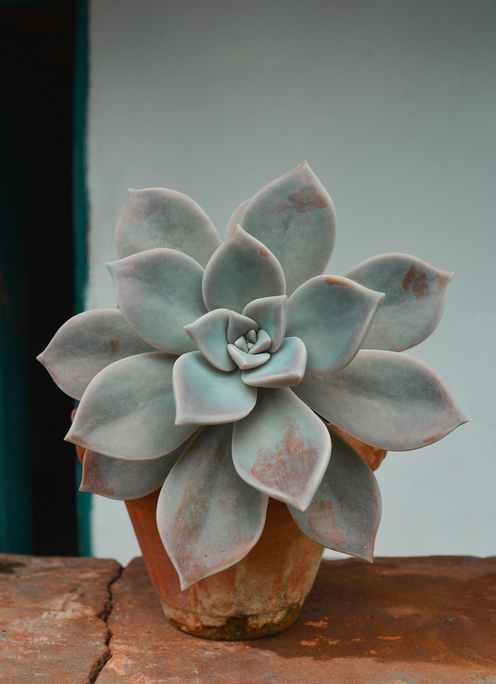 緑の多肉植物の接写写真