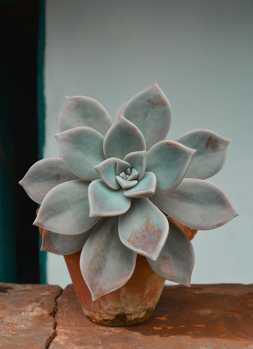 close-up photo of green succulent plant
