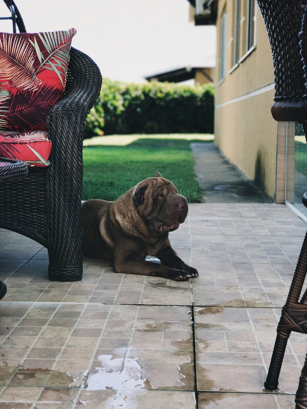 adult brown mastiff beside black wicker armchair