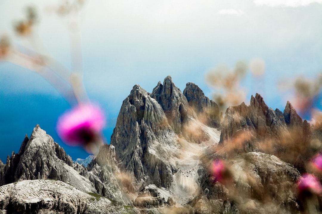 high-angle photography mountains, Flowers in Dolomites