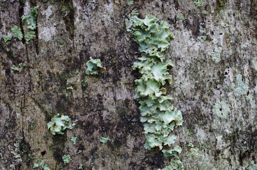 Rough textured tree bark with patches of pale green lichen scattered across the surface. The lichen forms irregular clusters and appears to be growing along the grooves and crevices of the bark.