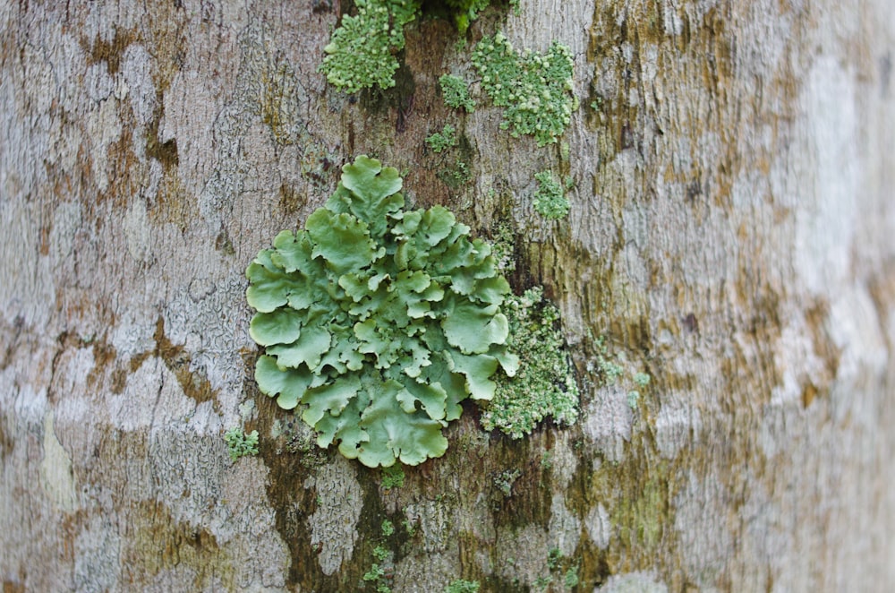 algas verdes en el tronco de un árbol