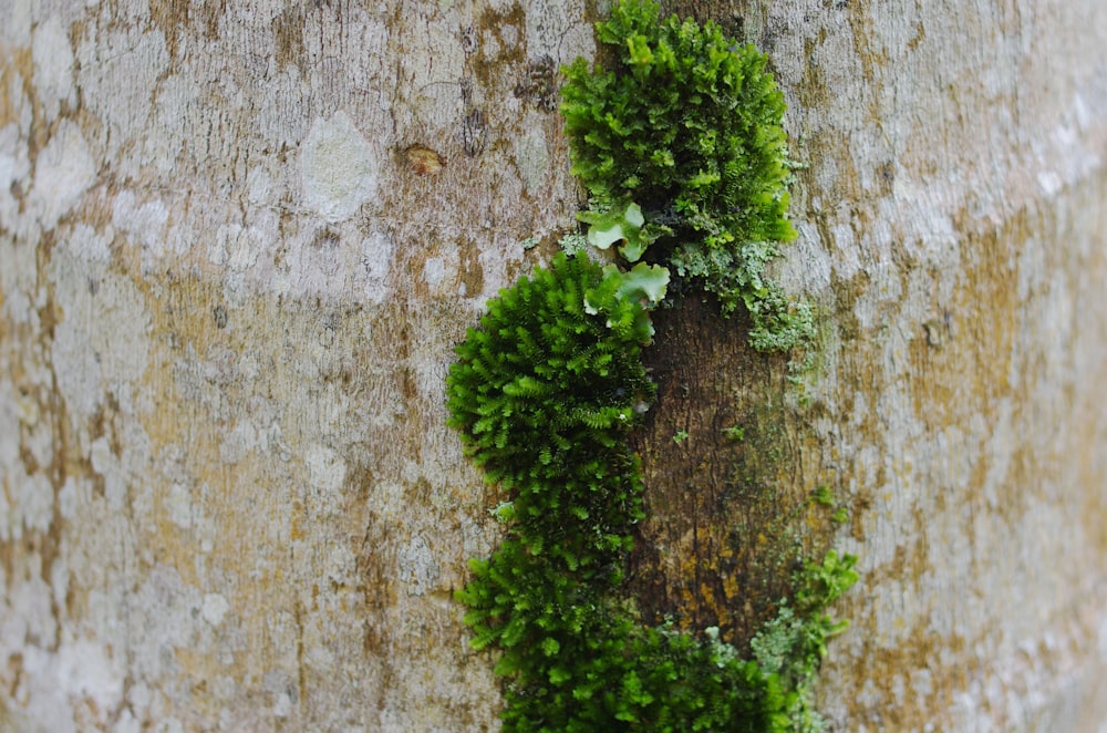 green moss on tree bark