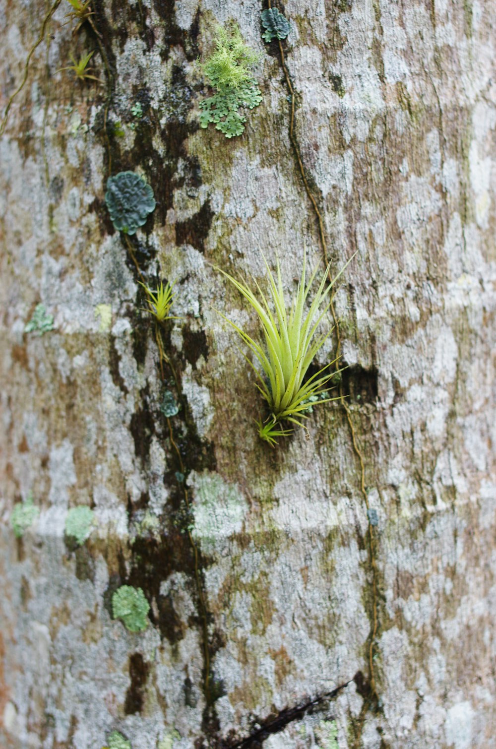 Grünblättrige Pflanze am Baumstamm