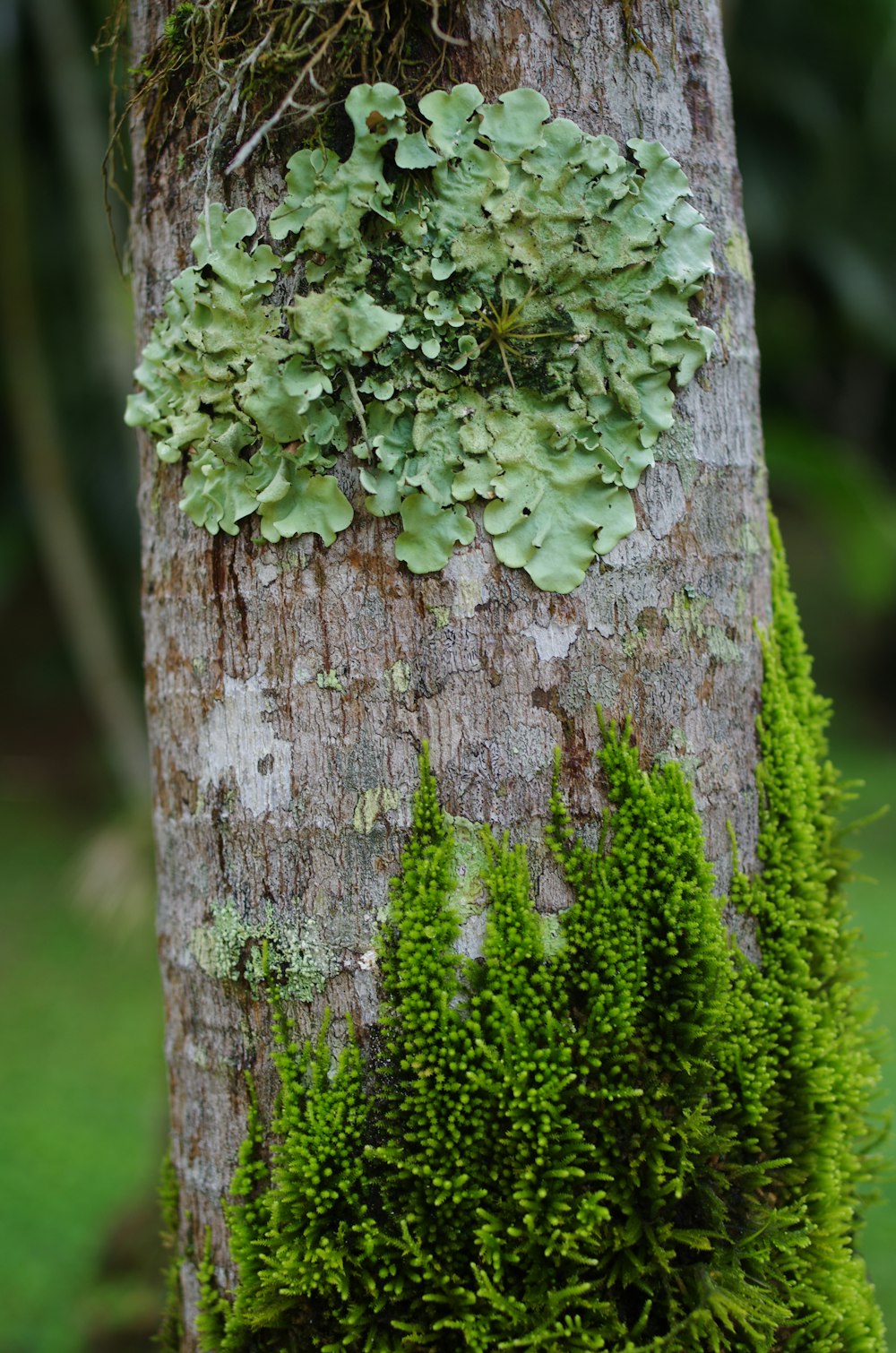 vines on brown tree