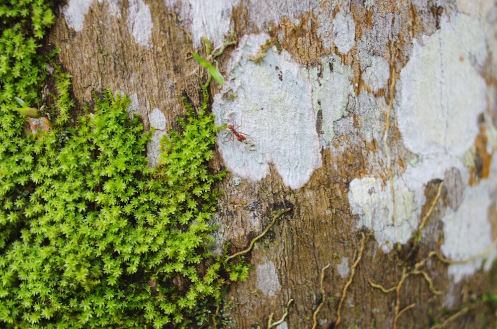 a close up of a tree with moss growing on it