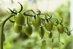 selective focus photography of green fruits