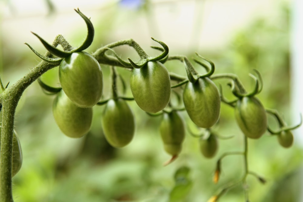 selective focus photography of green fruits