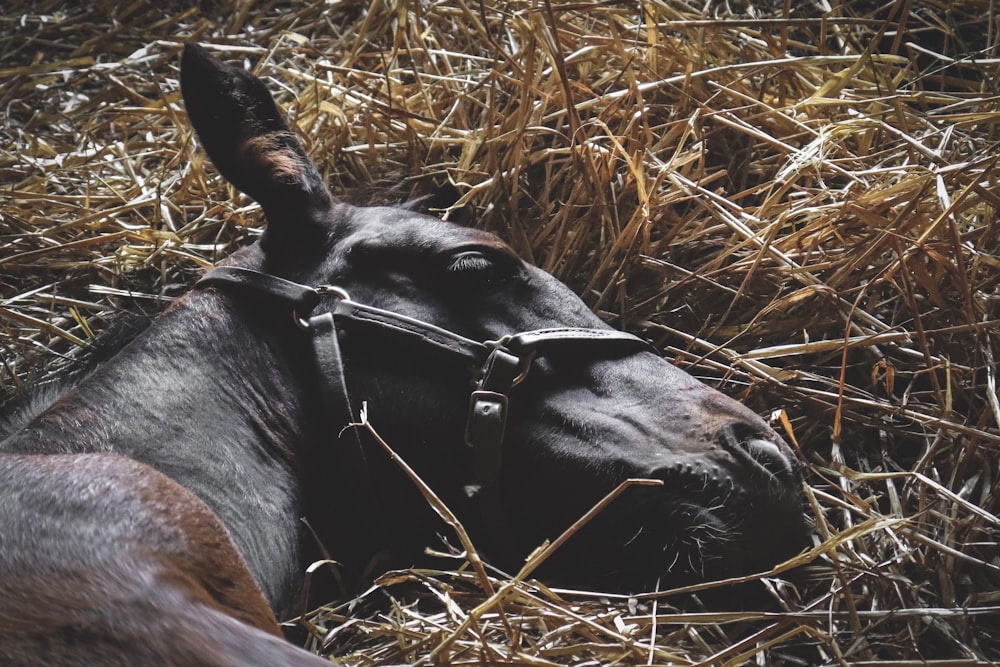 black and brown horse lying on hay