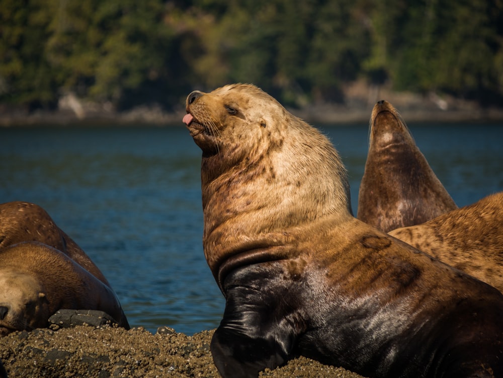 group of sea lions near body of water