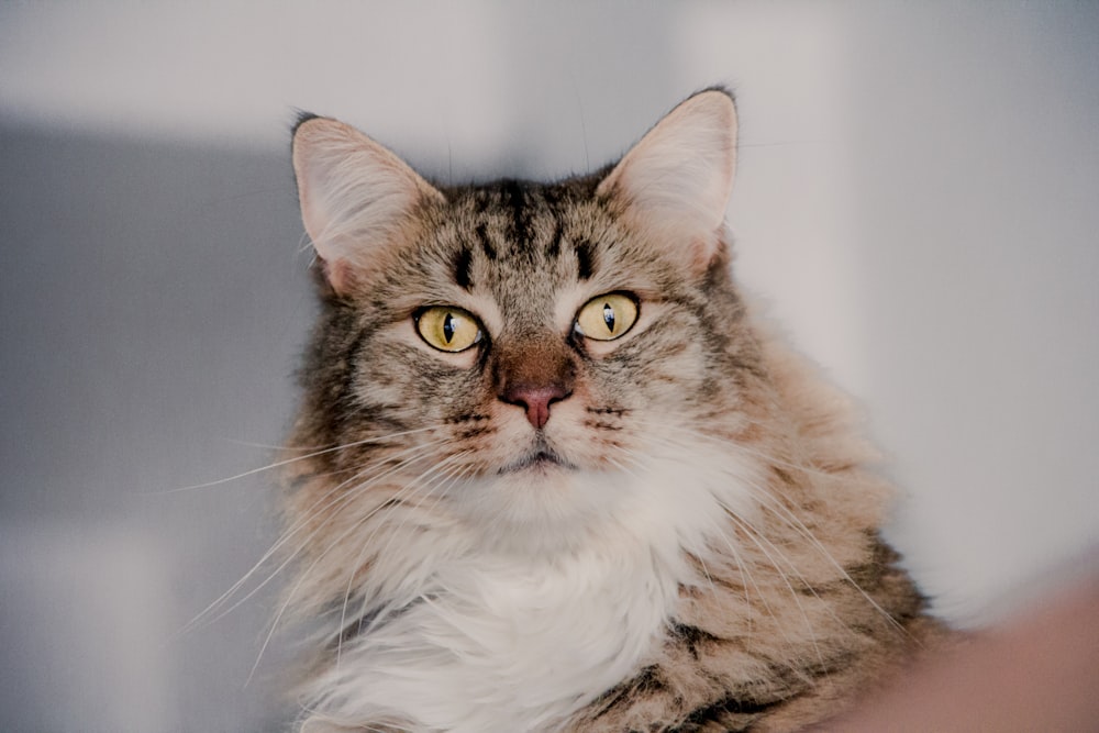 grey maine coon closeup photography